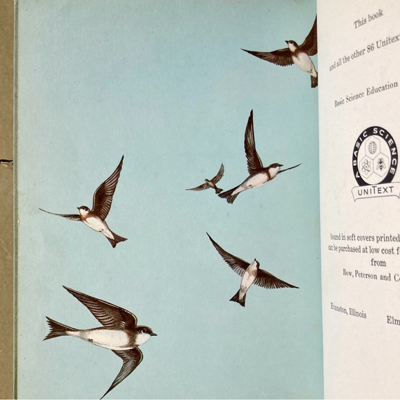 1958 Birds Cardinal Illustrated Picture Book Animal Bird Spring Toucan Animals - Picture 7 of 13